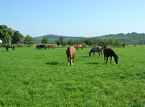 Pferdeweide